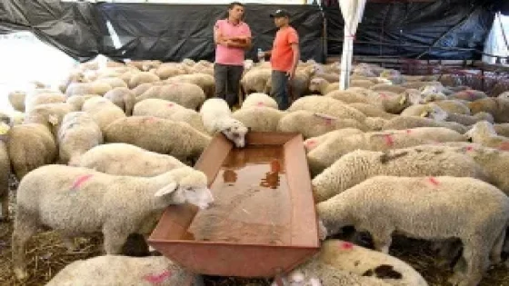 أكثر من 756 ألف مربي ماشية يستفيدون من الدعم المباشر.. اعتمادات تفوق 3 مليار درهم لغاية 19 نونبر (بايتاس)